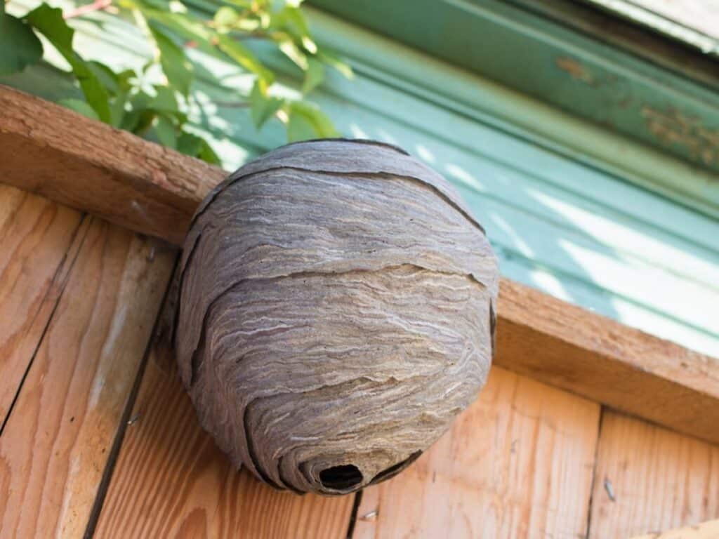 What You Should Know About Wasp Nests The Different Types, How to