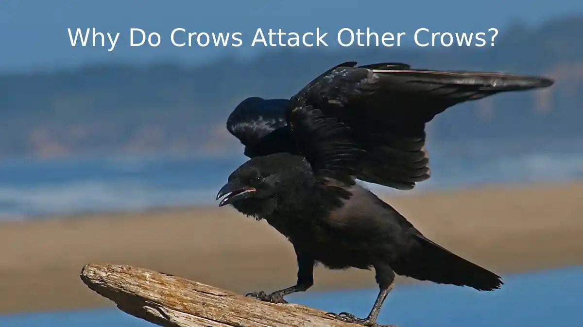 Why Do Crows Attack Other Crows? BestBirdGuide