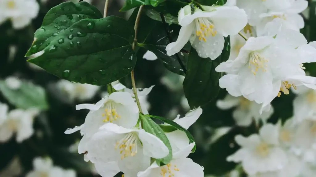 Do Hummingbirds Like Jasmine? BestBirdGuide