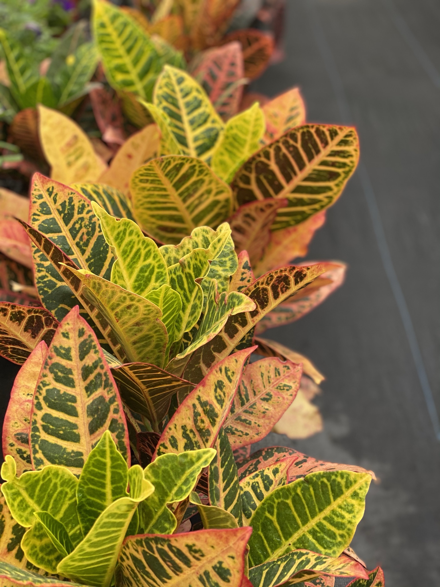 Petra Croton Best Buds