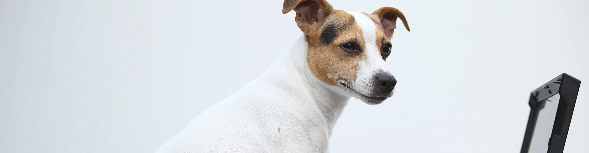 Contact Us Best Care Pet Hospital