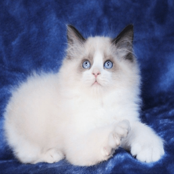 Ragdoll Kittens Archives Best Cat Breed 4 Home