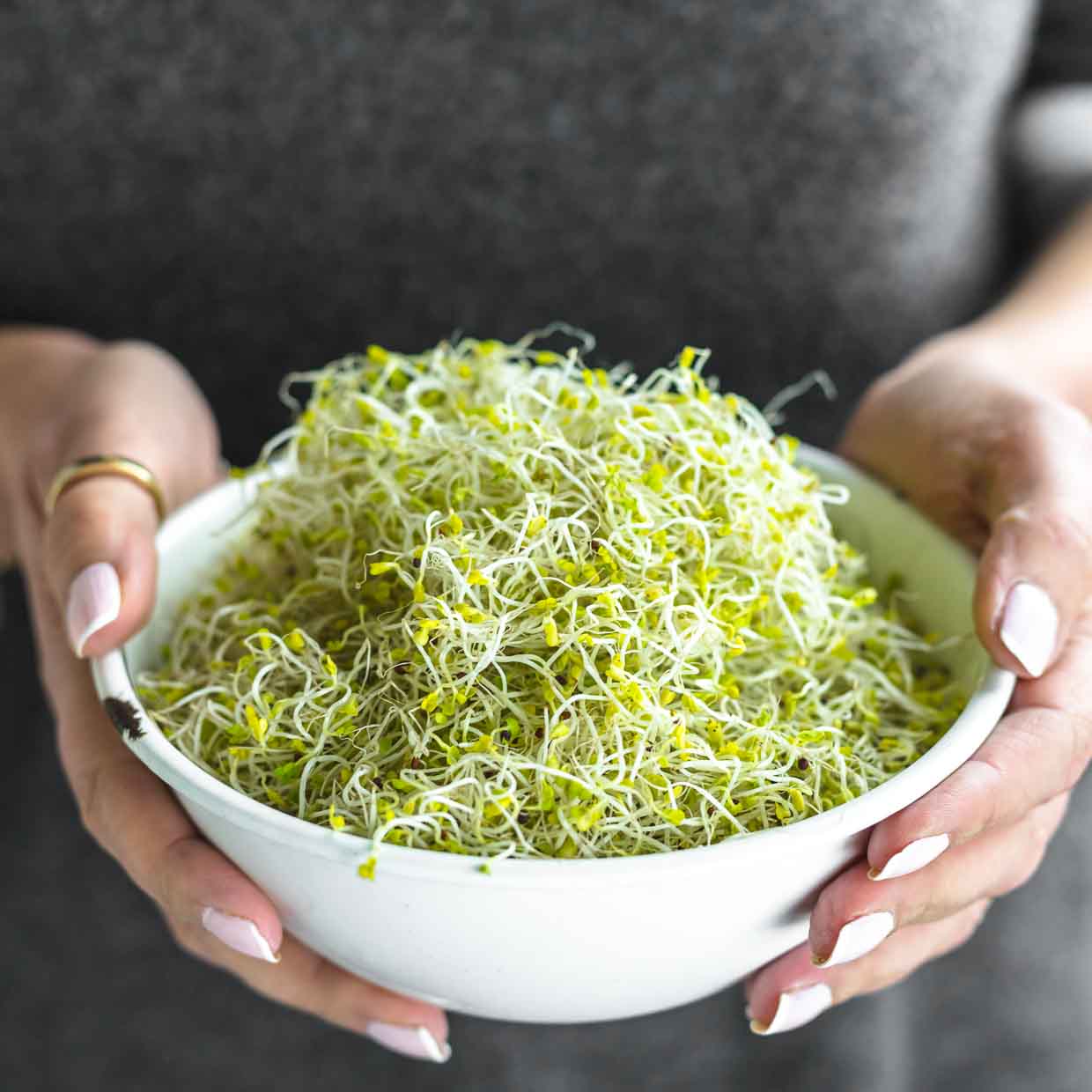 Broccoli Sprouts Mold