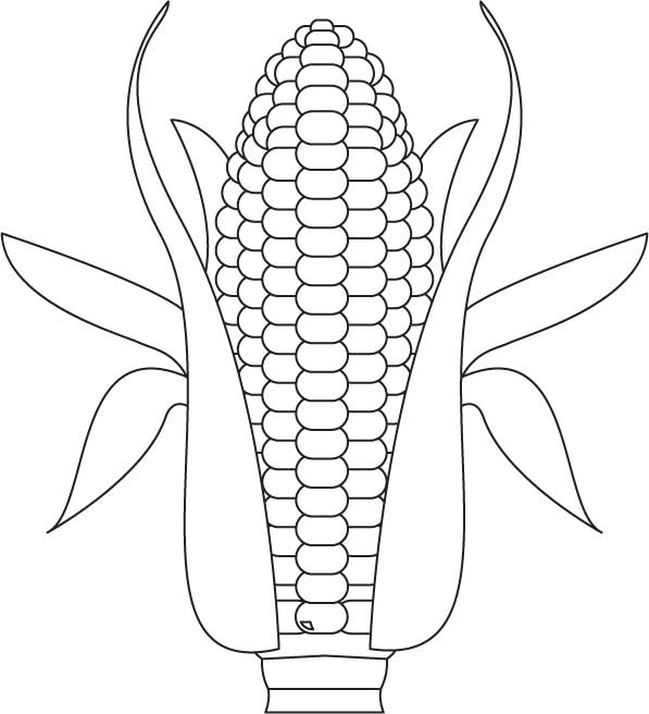 Growing corn coloring page Download Free Growing corn coloring page
