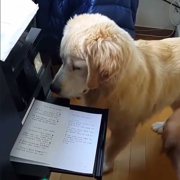 Two golden retrievers doing their job VIDEO Best Cute Animals