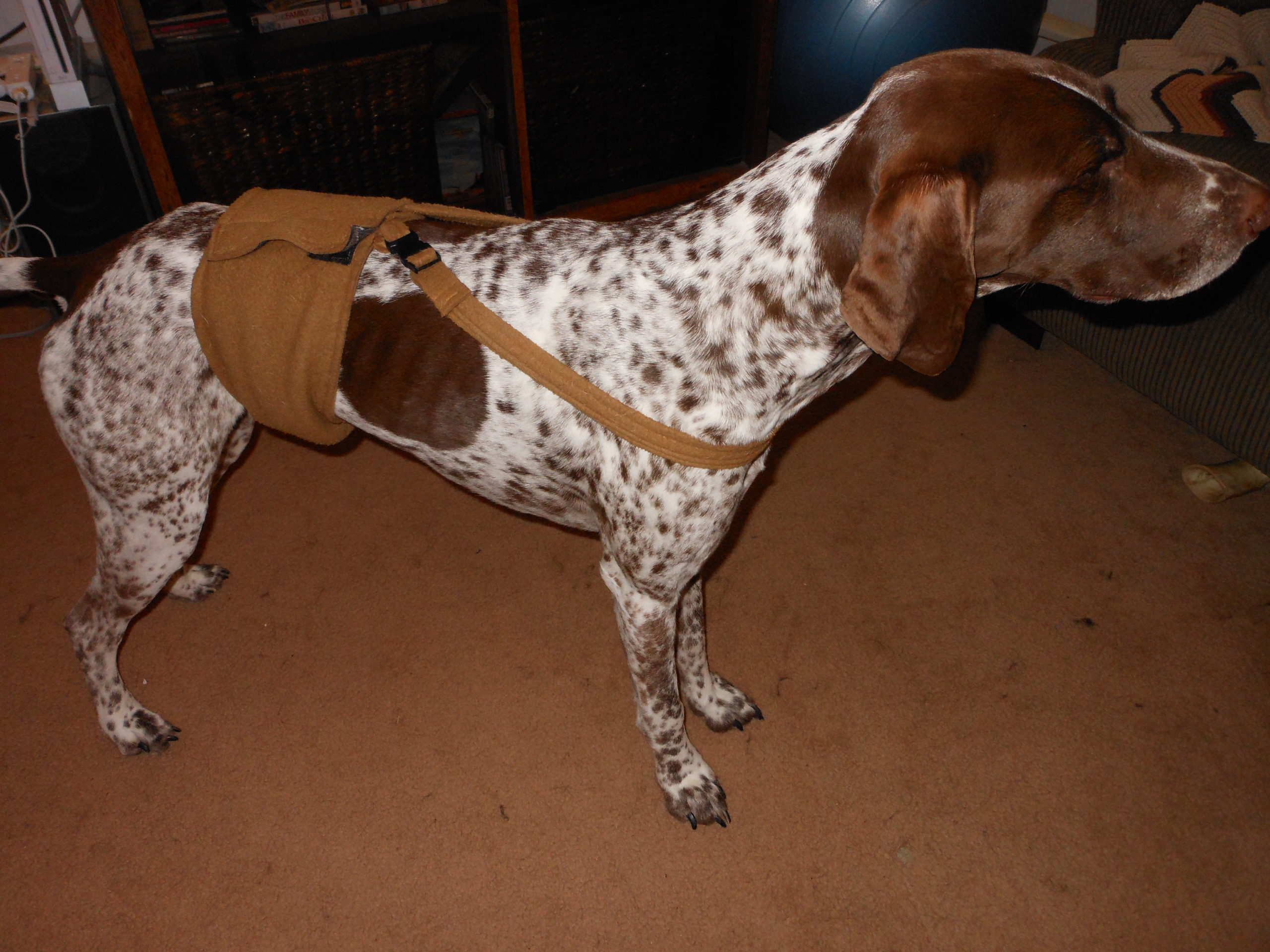 Using the Happy Jack Dog Diaper Strap Happy Jack Dog Diapers