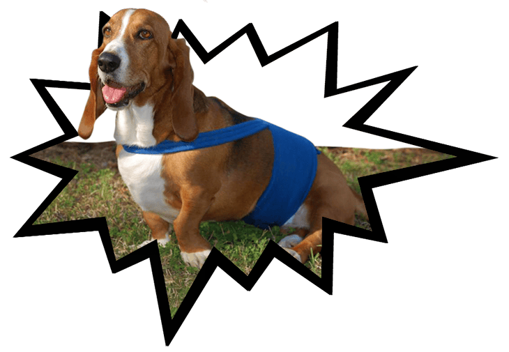 Home Happy Jack Dog Diapers