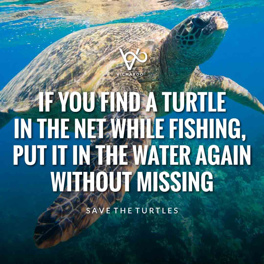 If you find a turtle in the net while fishing, put it in the water