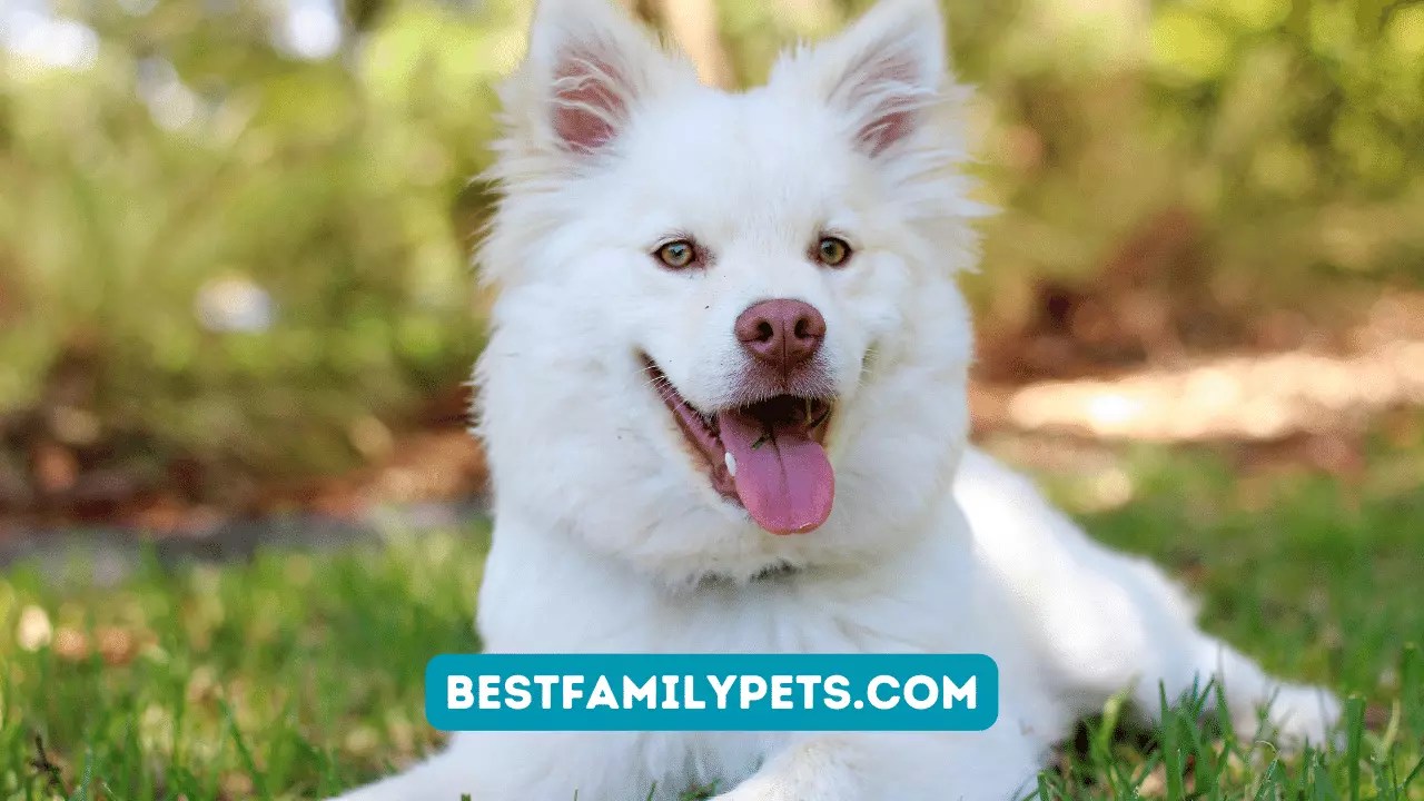 Review Bedlington Terrier A Loving, Loyal, and Gentle Companion