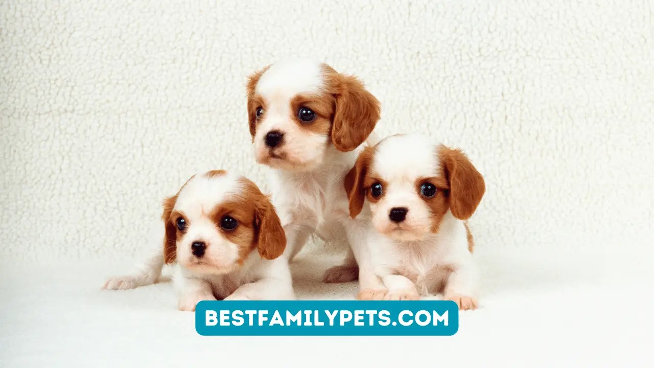Winn Dixie Puppy Pads Best Family Pets