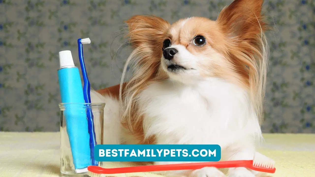 Dog Toothpaste Which is the Best of 2023? Best Family Pets