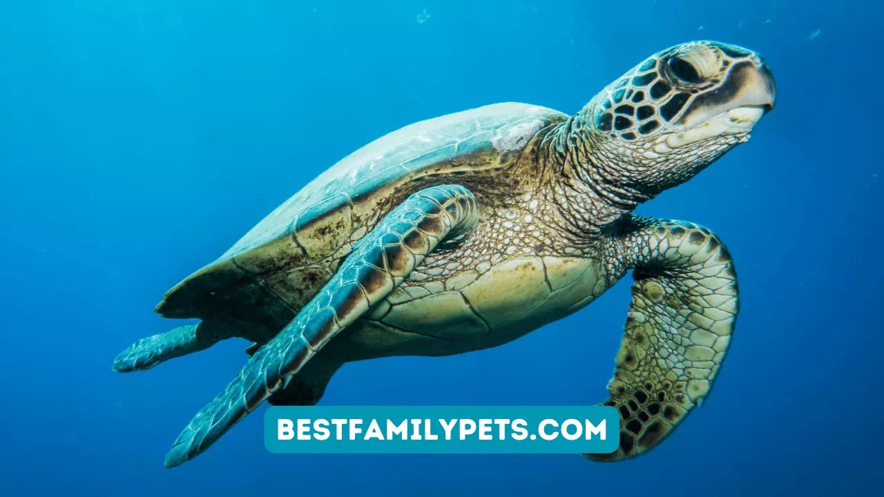 Exploring the Food Chain of Green Sea Turtles Best Family Pets