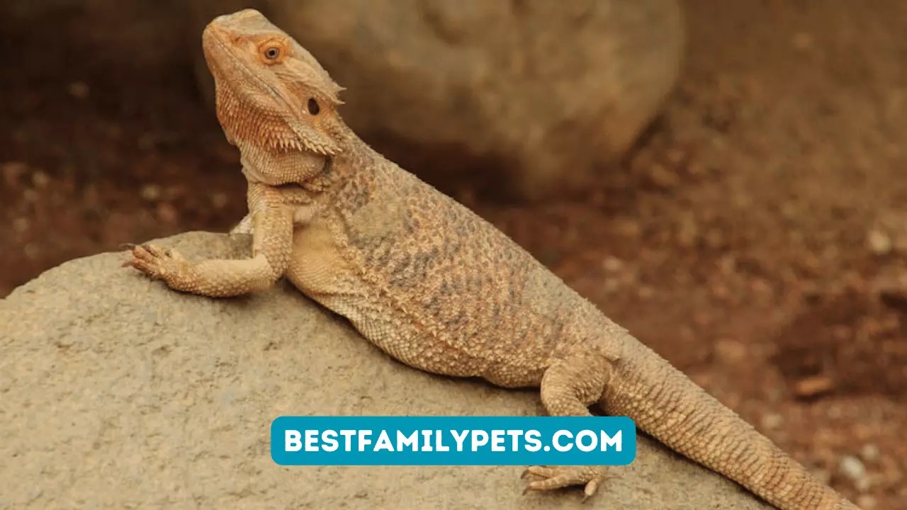 How to Care for Bearded Dragon? Best Family Pets