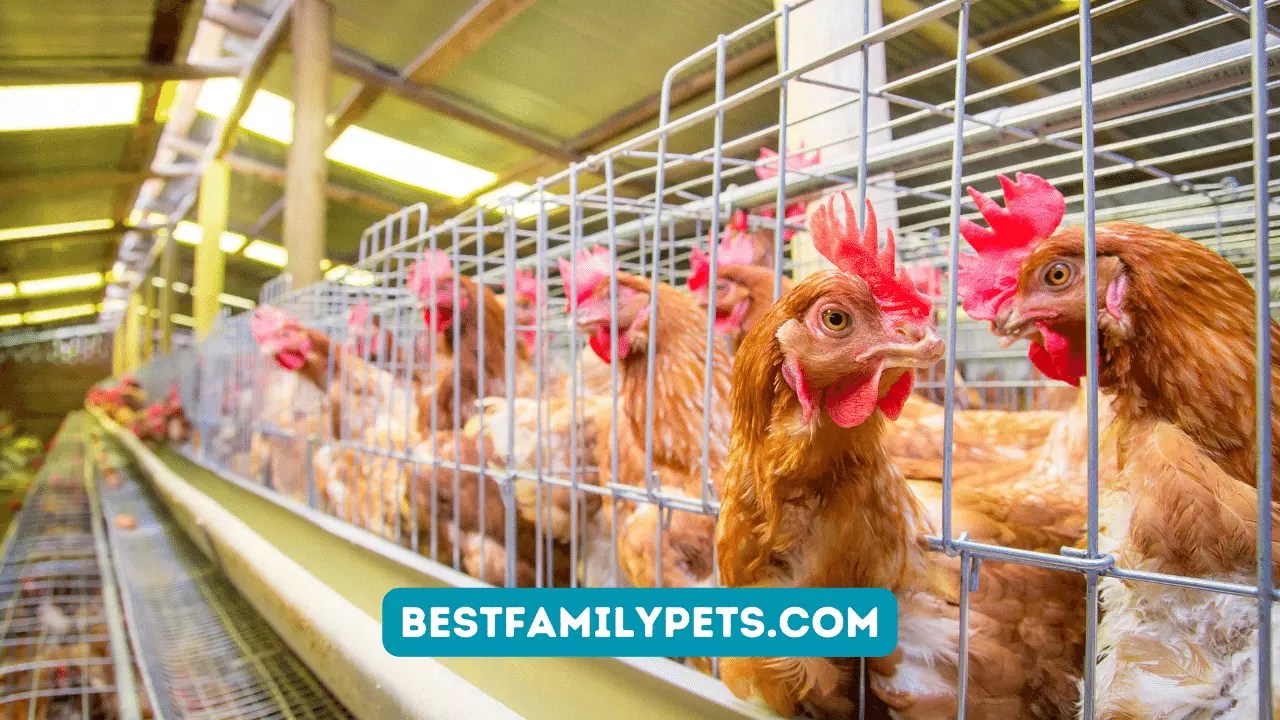 The Best Breeds of Broiler Chickens for Meat Production