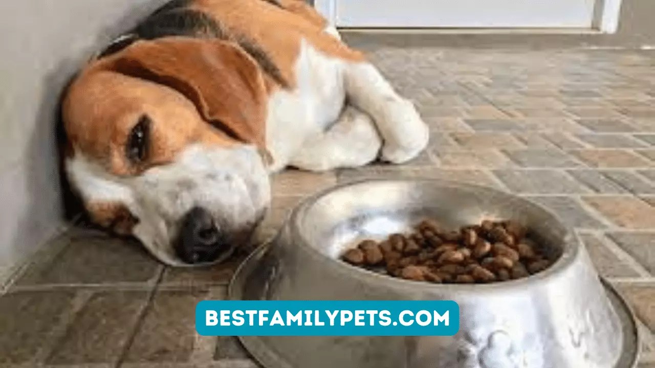Stomach Problems The 4 Most Common Digestive Issues In Dogs