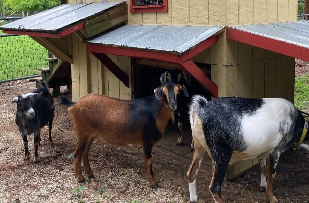 Should Goats be Locked up at Night? Keeping Goats Safe