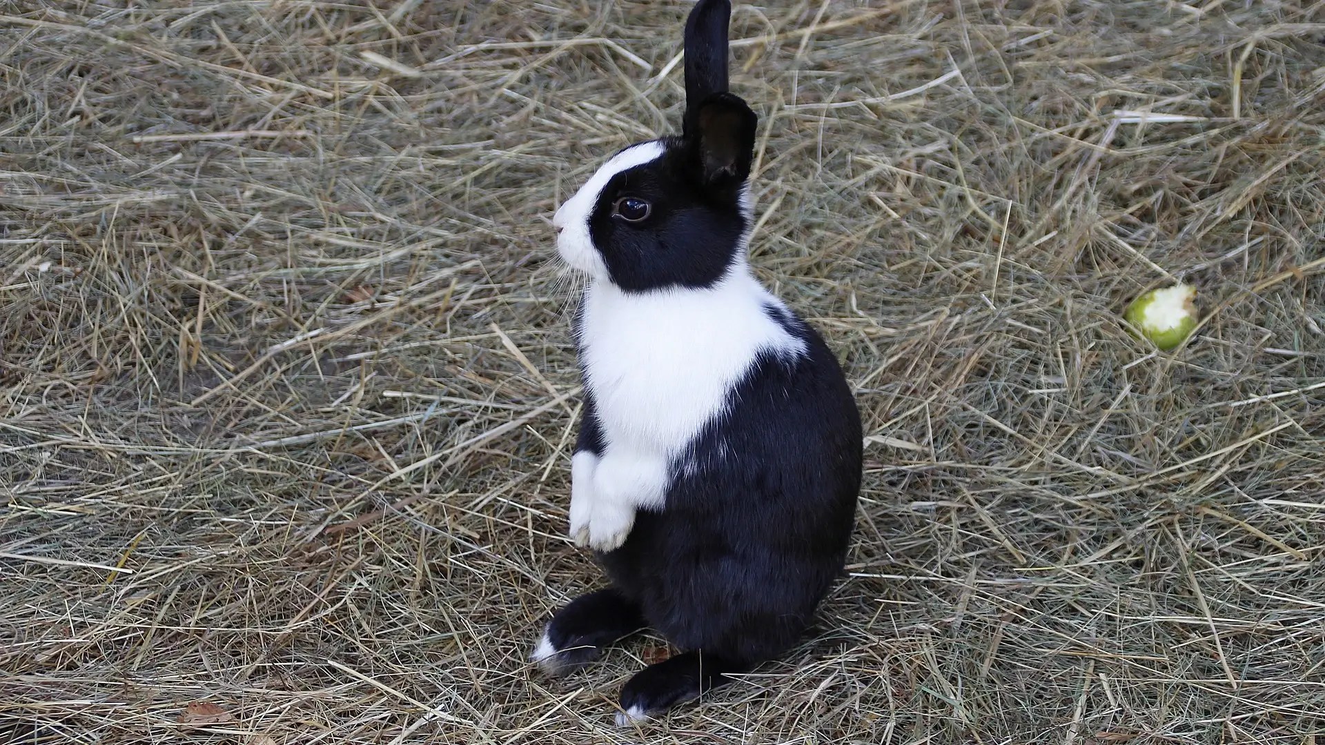 Why Is My Rabbit Thumping and What Does It Mean?