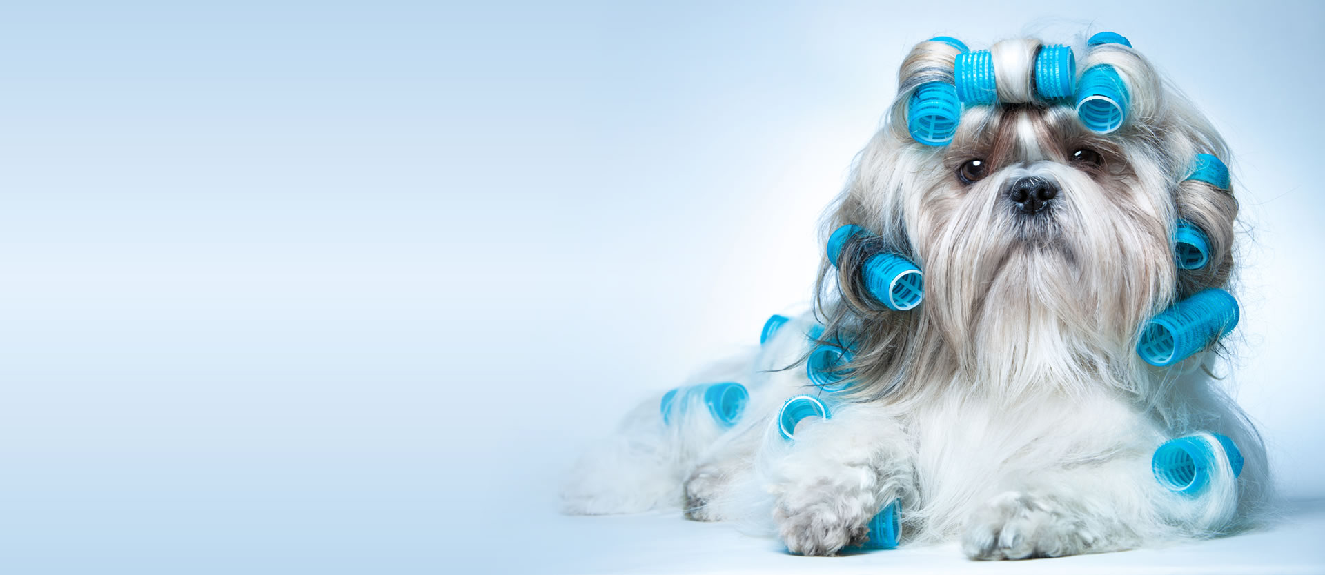 slide1background Best Fido Friends Dog Daycare, Dog Boarding, Dog