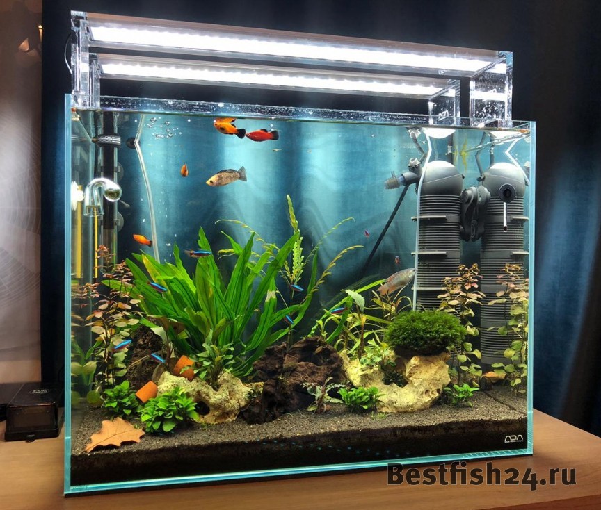 Низкая цена! Купить 1д) Аквариум ADA Cube Garden 60P/60л