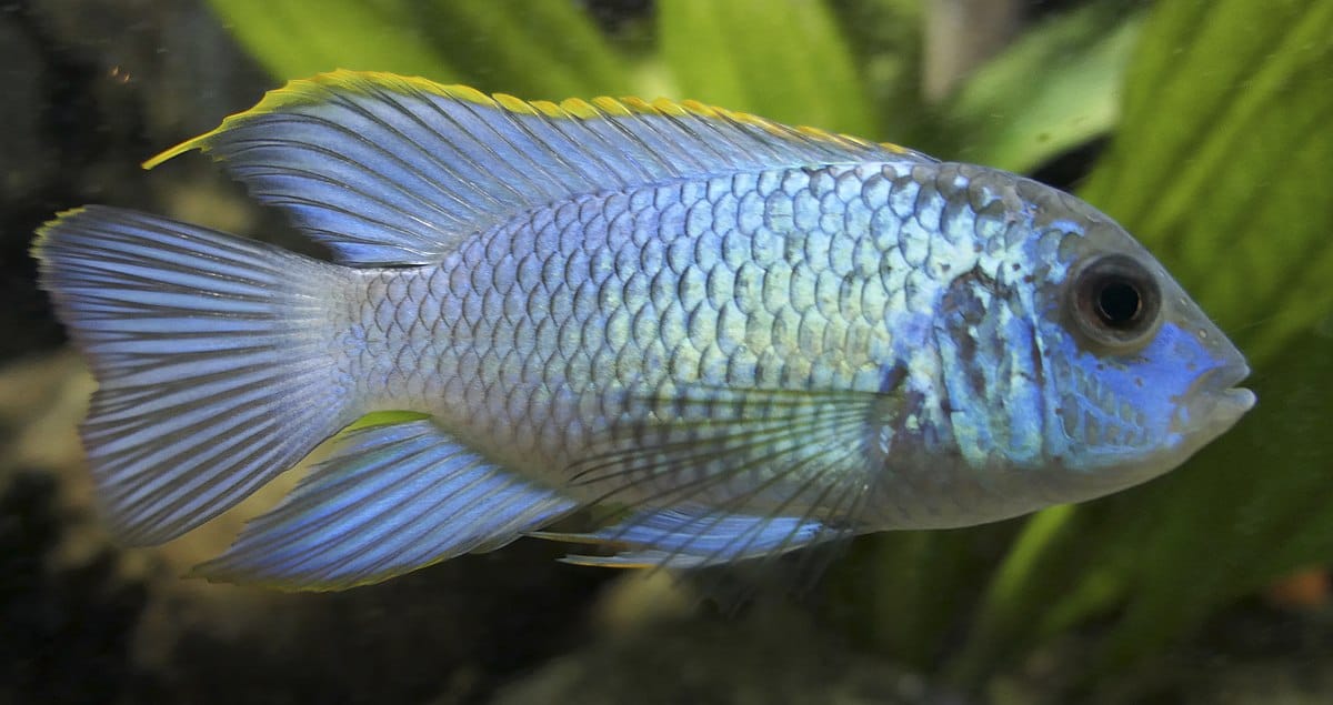 Electric Blue Acara Behavior, Feeding, Diet, Tank Mates