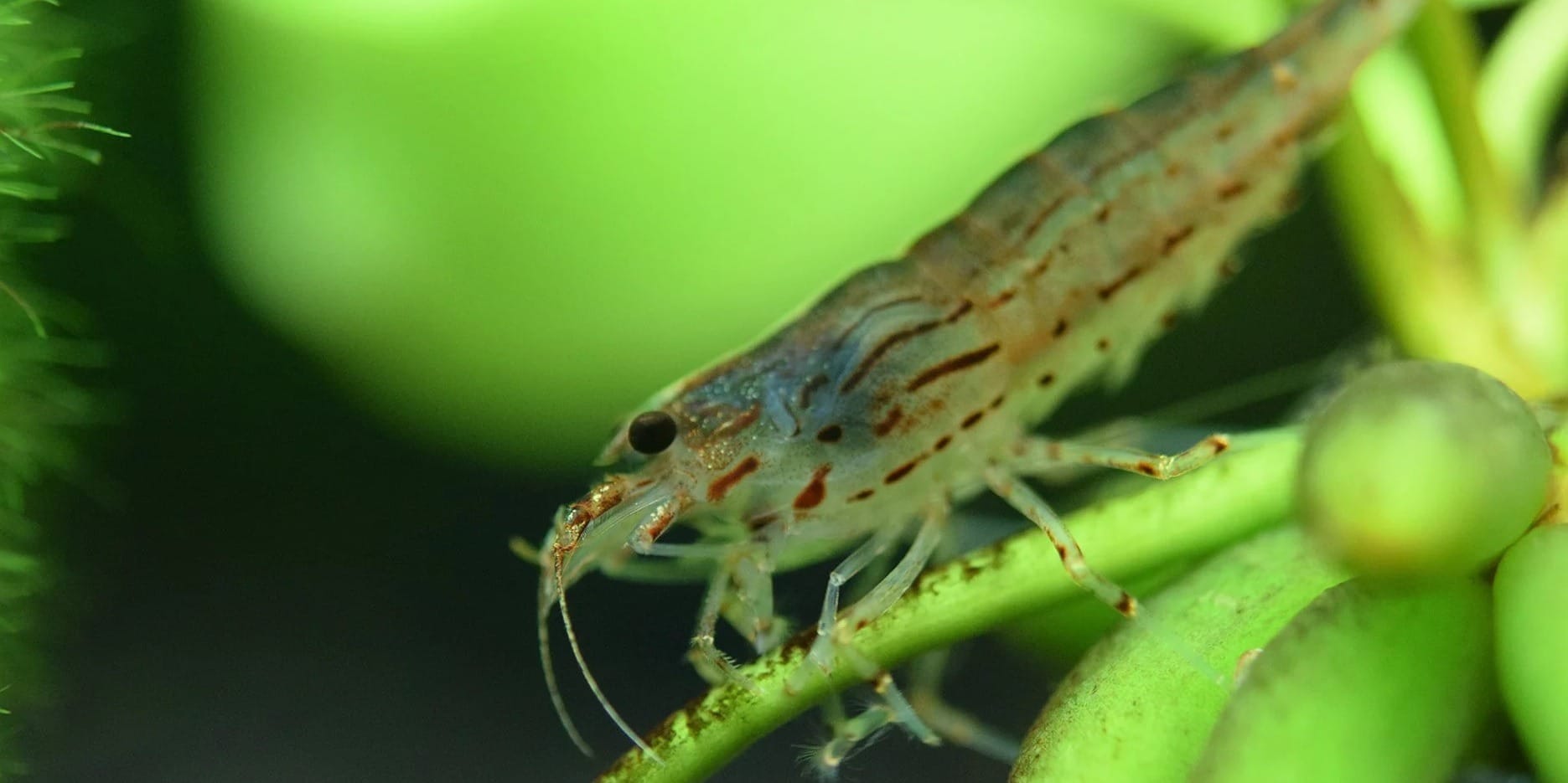 Amano Shrimp Care Guide Feeding, Breeding, Lifespan