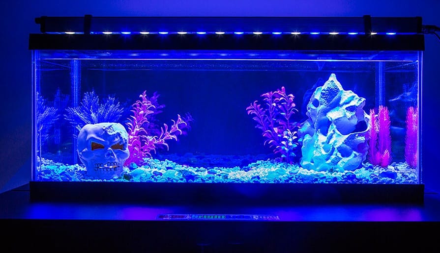 Why do Fish Die in An Aquarium? Possible Causes