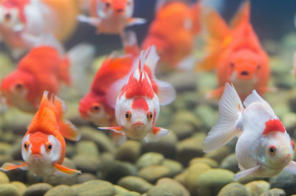 Why do Fish Die in An Aquarium? Possible Causes