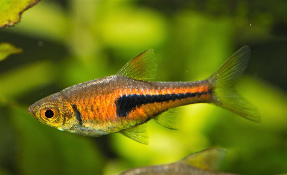 Lambchop Rasbora Fish Rasbora espey, or espei Feeding And Breeding