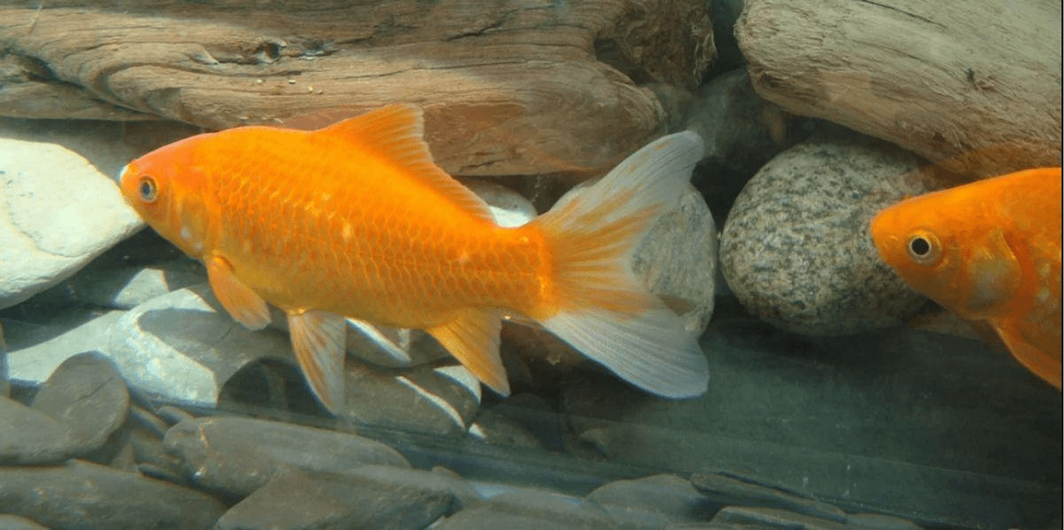 Why Aquarium Fish Die In Winters At Night and Warm Waters?