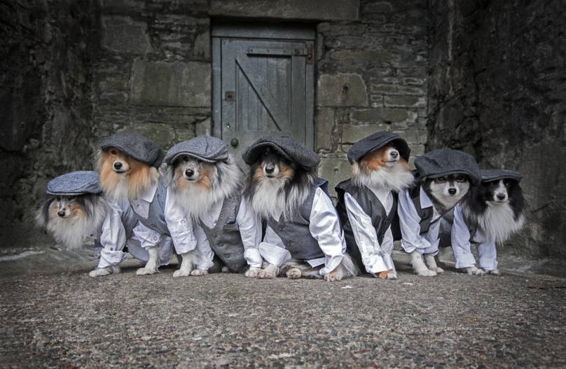 By Order of the Peaky Fluffers Good Dogs Pose for a Charity Calendar