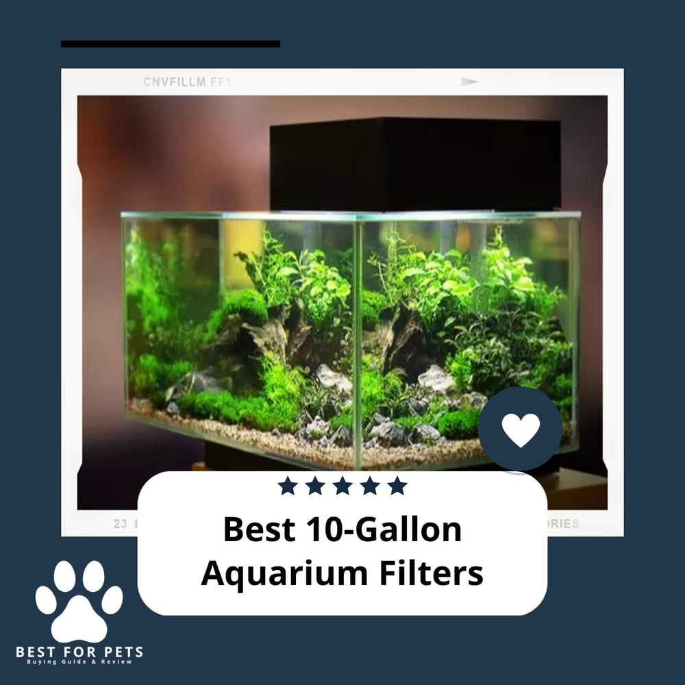 The 7 Best 10Gallon Aquarium Filters