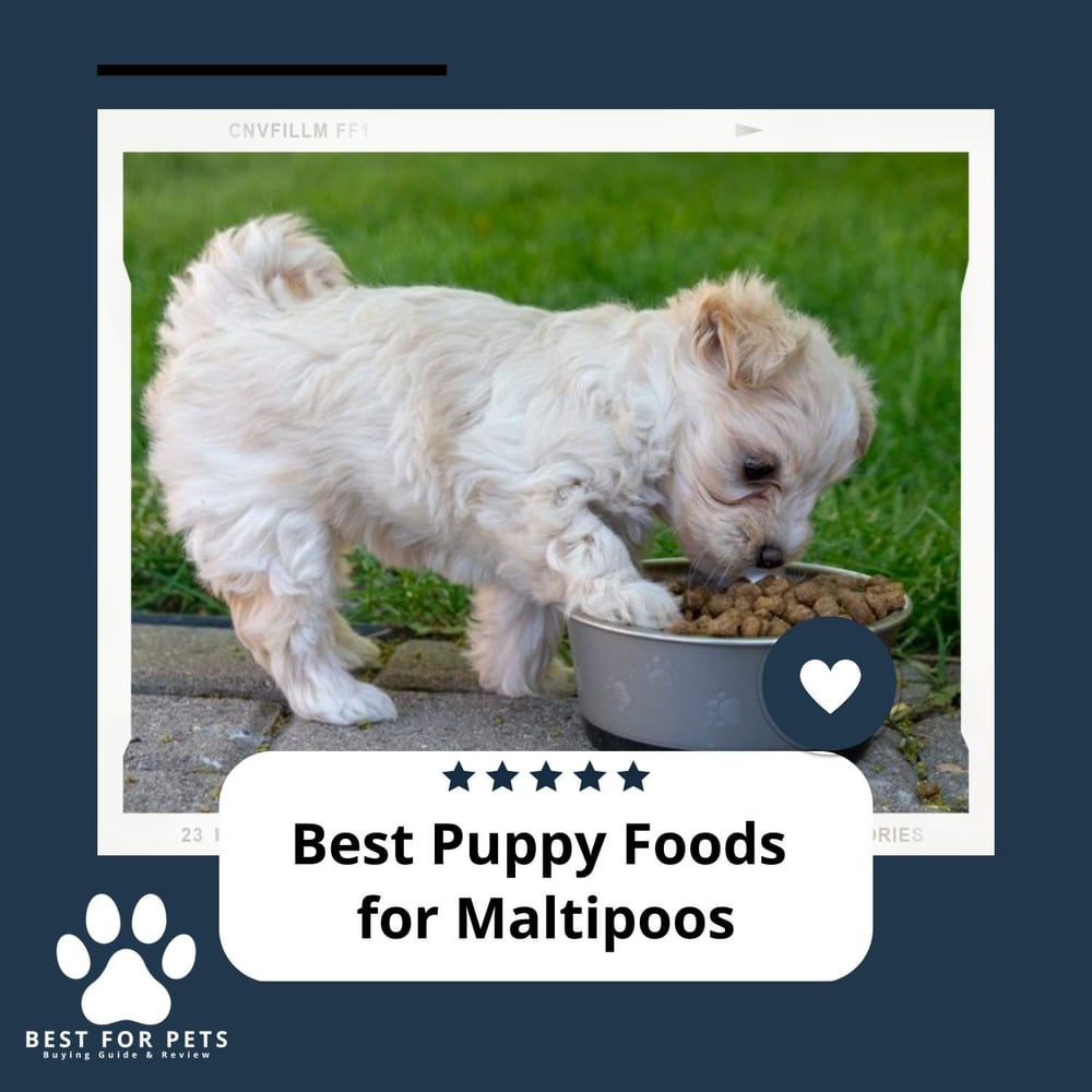The 8 Best Puppy Foods For Maltipoos