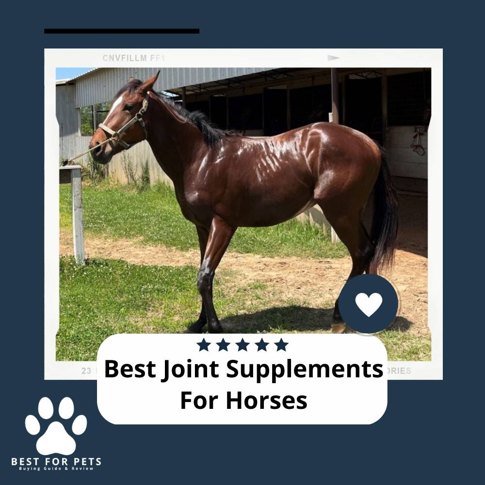 The 11 Best Joint Supplements For Horses