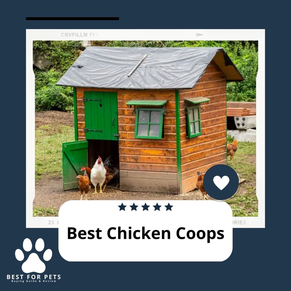 The 6 Best Chicken Wormers