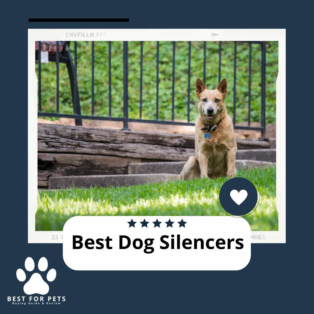 The 11 Best Dog Silencers