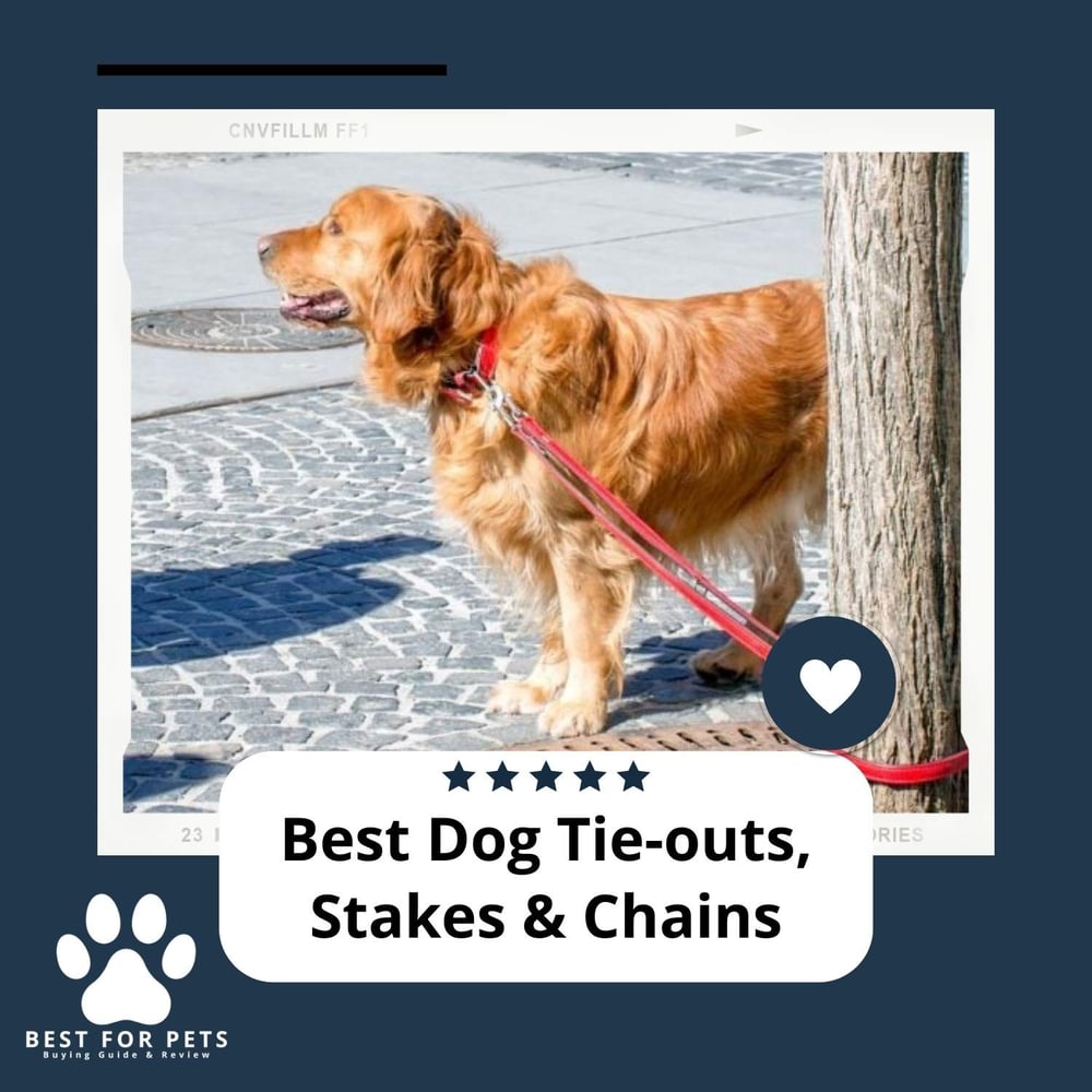 The 8 Best Dog TieOuts, Stakes & Chains