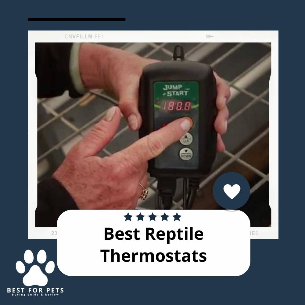 The 8 Best Substrates For Axolotl Tanks