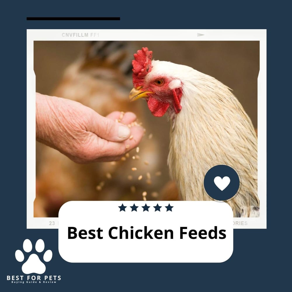 The 6 Best Chicken Wormers