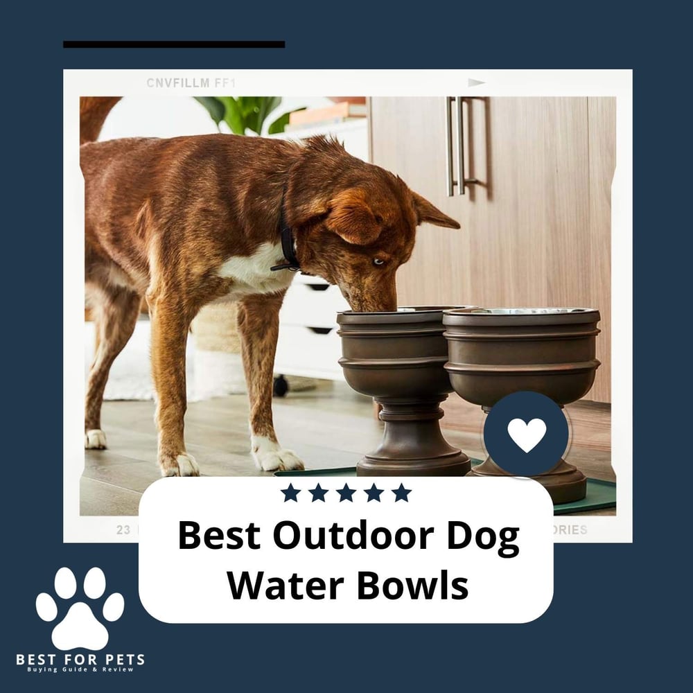 Best Outdoor Dog Water Bowls Best For Pets