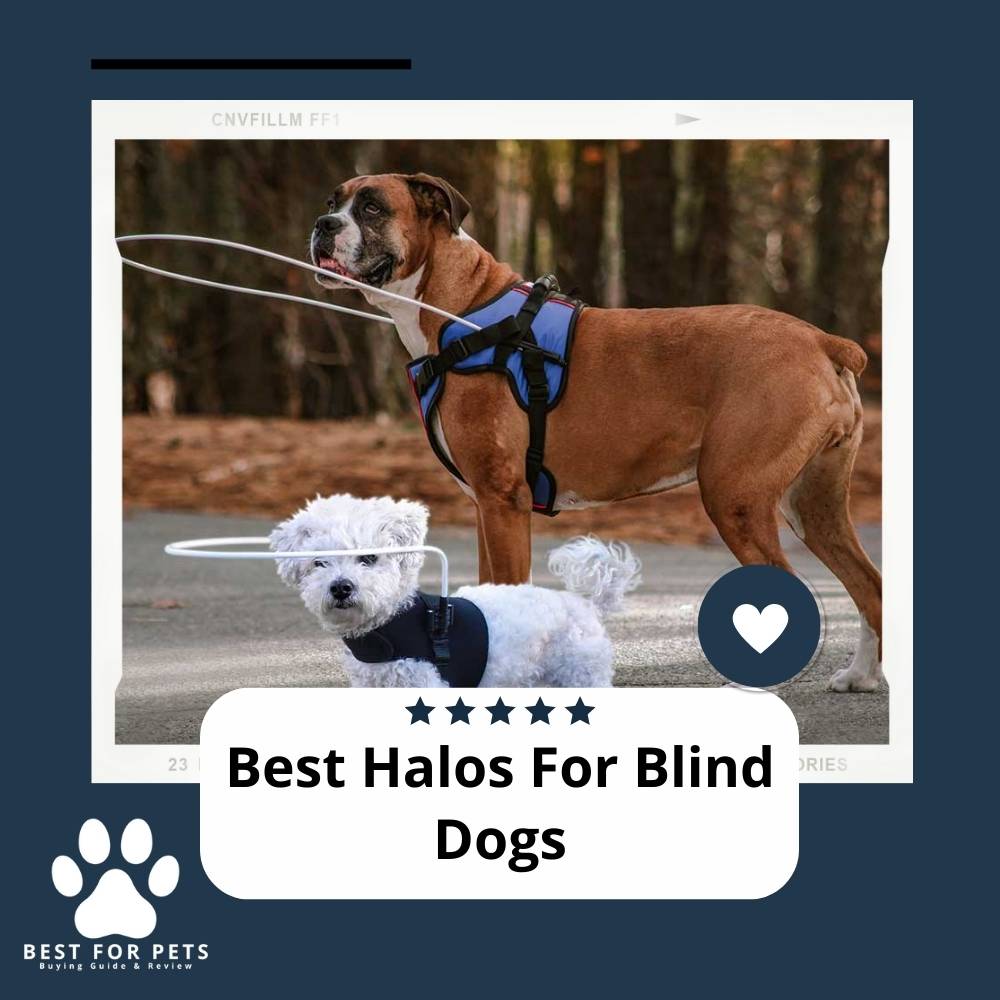The 5 Best Halos For Blind Dogs in 2024