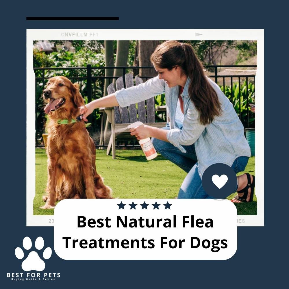 The 7 Best Natural Flea Treatments for Dogs in 2024
