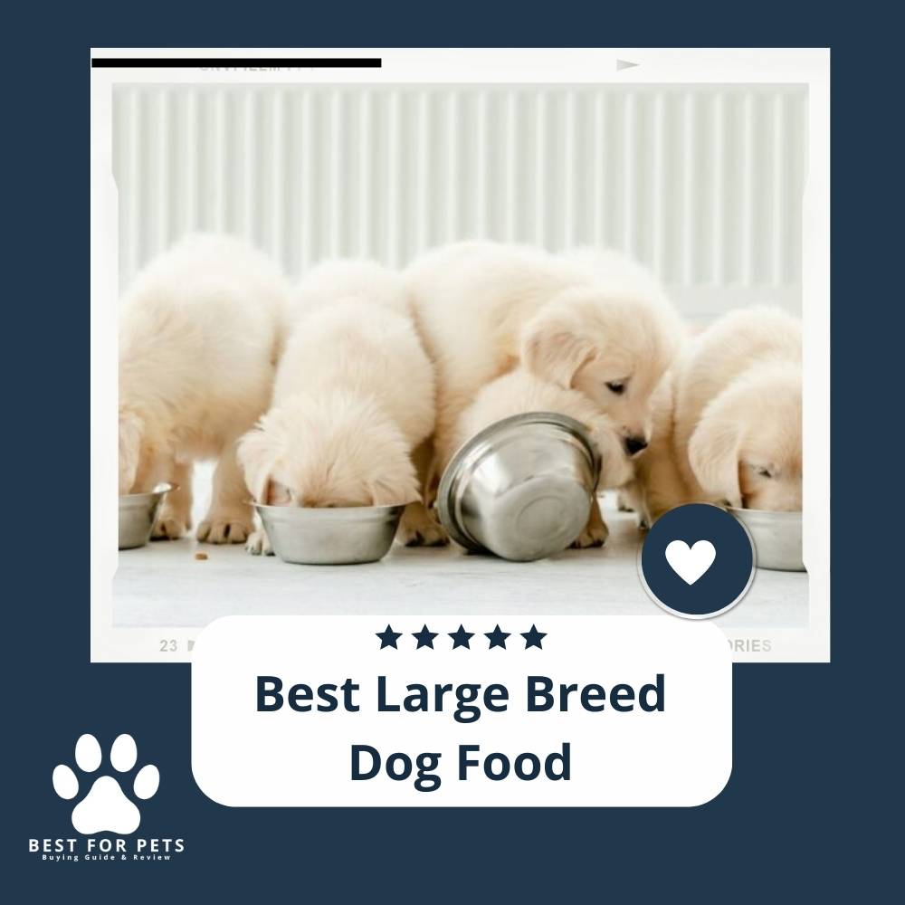 The 15 Best Large Breed Dog Food
