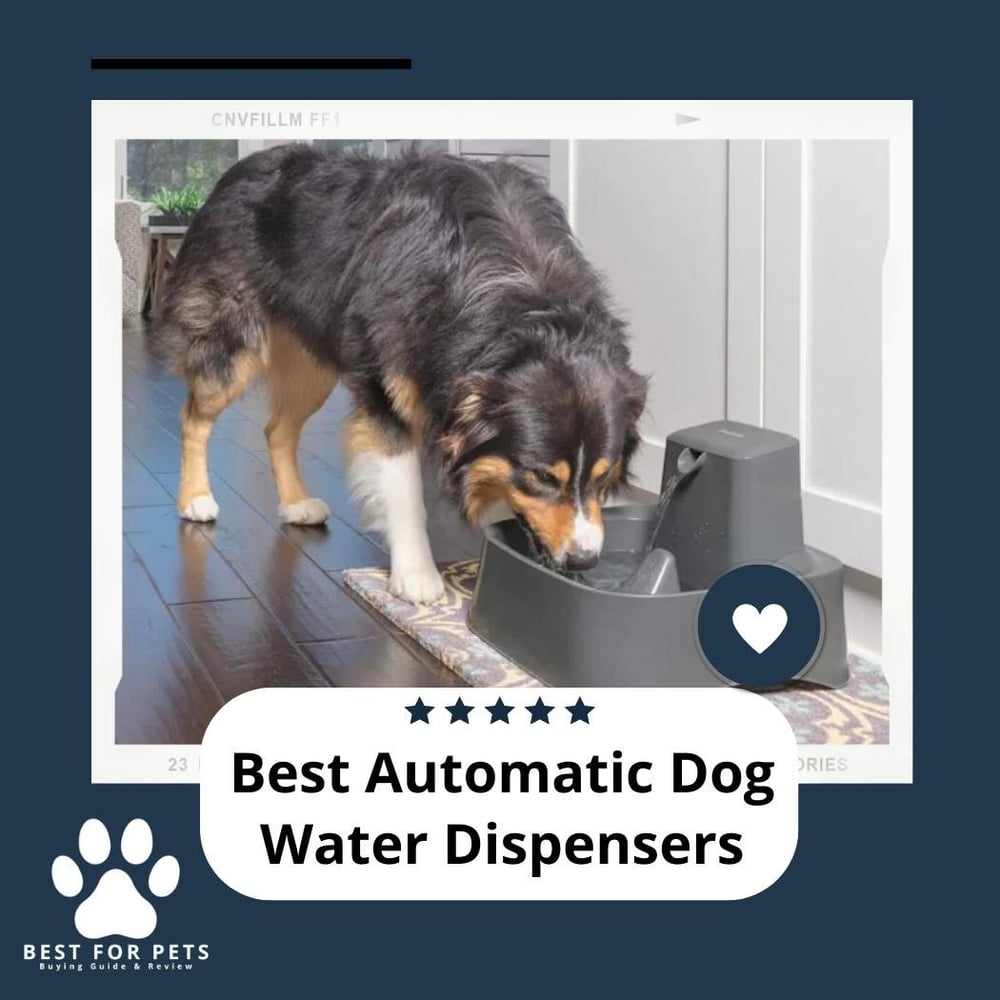 The 12 Best Automatic Dog Water Dispensers BestForPets
