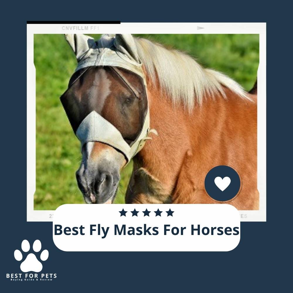 Best Fly Masks For Horses Best For Pets Fly Masks for Horses