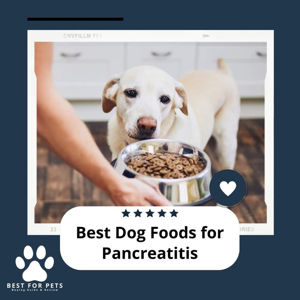 Best Food For Dog With Pancreatitis Australia at Bernice Hirsch blog