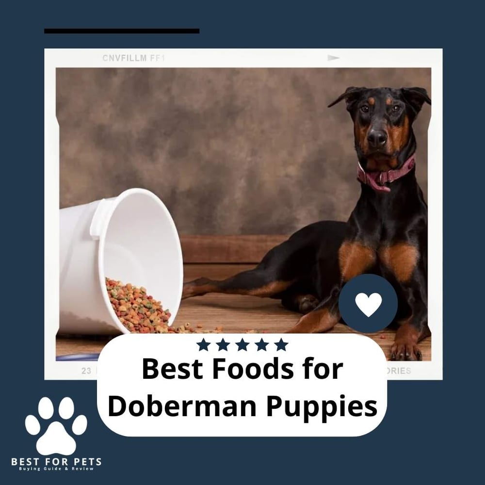 The 12 Best Foods For Doberman Puppies