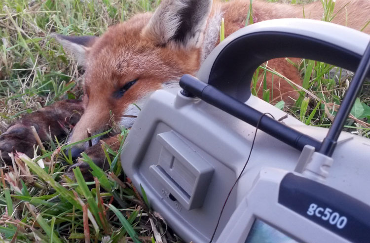 Great Tips on using Electronic Callers… Best Fox Call