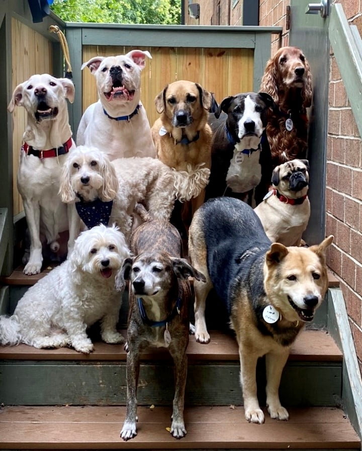 How Do You Socialize An Over Excited Dog