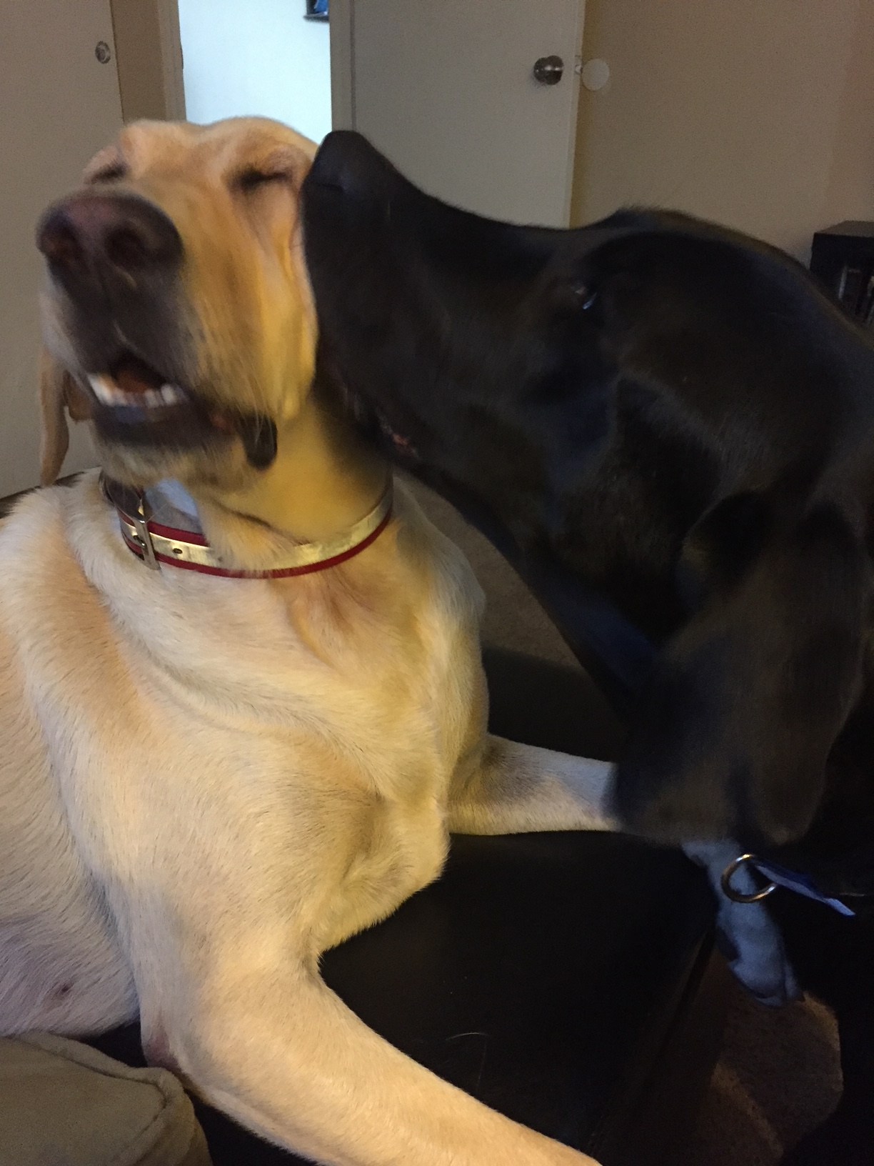 Client Gallery Best Friends Dog Obedience Training