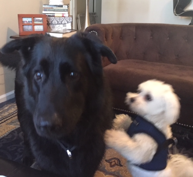 Client Gallery Best Friends Dog Obedience Training